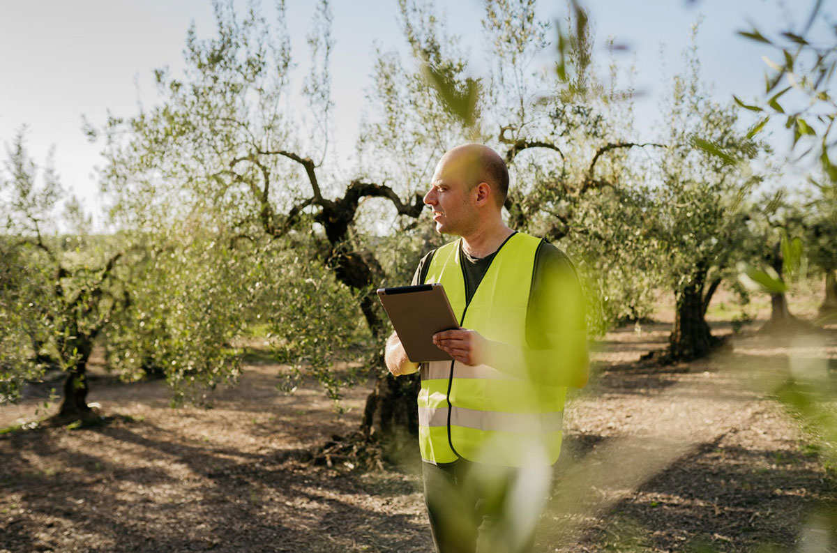 ELAIONES-BLACK-OLIVE-ELAIAGAIA