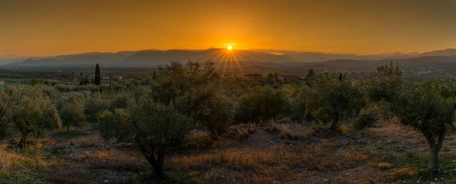 olive-trees-elaiagaiaolives